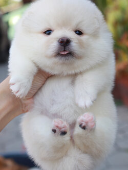 ปอมเมอเรเนียน เพศเมีย