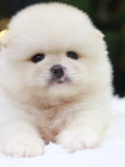 ปอมเมอเรเนียน เพศผู้ สีขาวครีมไซส์ปกติ หน้าฟ็อก