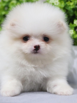 ปอมเมอเรเนียน เพศผู้