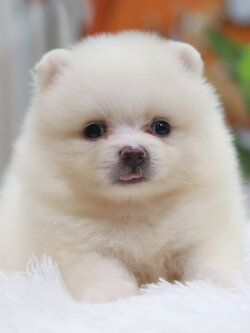 ปอมเมอเรเนียน เพศเมีย สีขาว