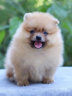 ปอมเมอเรเนียน เพศเมีย