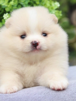 ปอมเมอเรเนียน เพศผู้