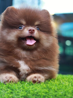 ปอมเมอเรเนียน เพศผู้ ช็อคแทน เกรดสวยขนแน่นน