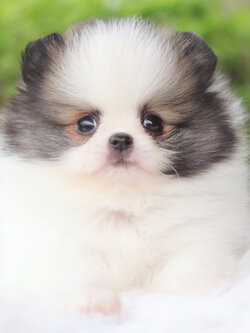 ปอมเมอเรเนียน เพศเมียสีแฟนซี