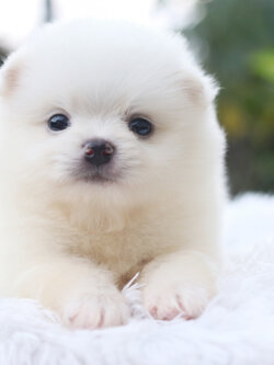 ปอมเมอเรเนียน เพศผู้ สีขาวครีม