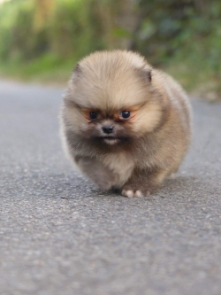 ปอมเมอเรเนียน เพศผู้