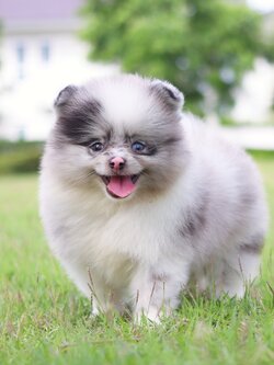 ปอมเมอเรเนียน เพศผู้สีแฟนซีบลูเมอร์เร่ตาสีฟ้า