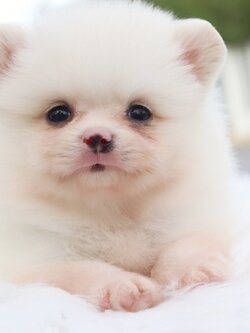 ปอมเมอเรเนียน เพศผู้สีขาวครีม