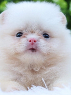 ปอมเมอเรเนียน เพศเมีย