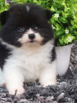 ปอมเมอเรเนียน เพศผู้