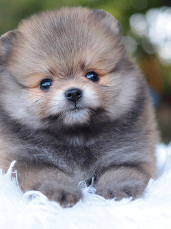 ปอมเมอเรเนียน เพศผู้สีส้ม หน้าตุ๊กตา