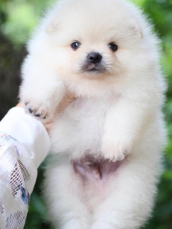 ปอมเมอเรเนียน เพศผู้