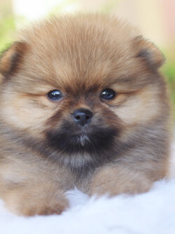 ปอมเมอเรเนียน เพศผู้ สีส้ม