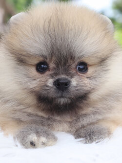 ปอมเมอเรเนียน เพศเมียสีส้ม