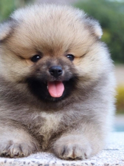 ปอมเมอเรเนียน เพศผู้