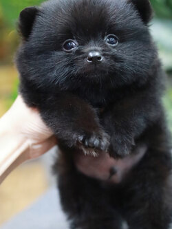 ปอมเมอเรเนียน เพศผู้สีดำ