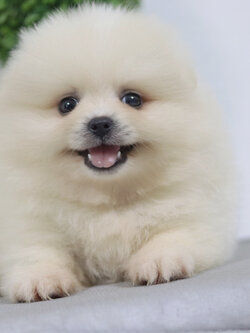 ปอมเมอเรเนียน เพศผู้