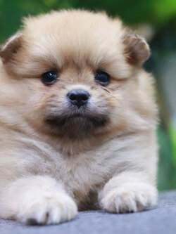 ปอมเมอเรเนียน เพศเมีย