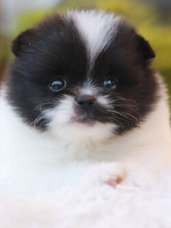 ปอมเมอเรเนียน เพศเมีย แฟนซีขาวดำ