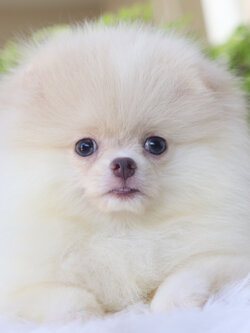 ปอมเมอเรเนียน เพศผู้ สีขาวครีม