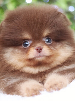 ปอมเมอเรเนียน เพศผู้ สีช็อคแทน เกรดโชว์