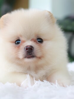 ปอมเมอเรเนียน เพศเมีย สีครีม