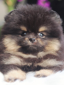 ปอมเมอเรเนียน เพศเมียสีแบล็คแทน