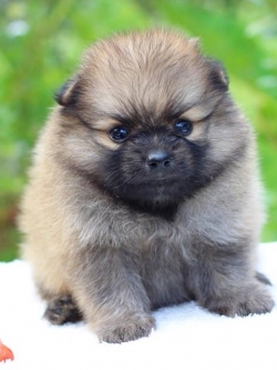 ปอมเมอเรเนียน เพศผู้