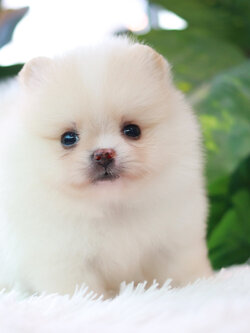 ปอมเมอเรเนียน เพศผู้ หน้าตุ๊กตา ขาวครีม