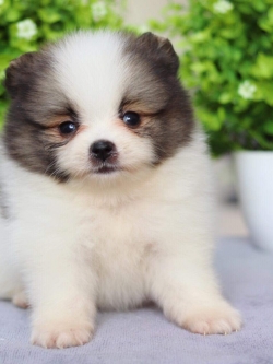 ปอมเมอเรเนียน เพศเมีย