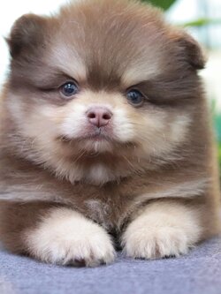 ปอมเมอเรเนียน เพศผู้ สีช็อคแทน