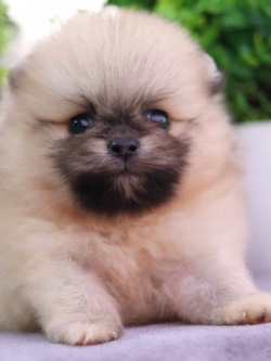 ปอมเมอเรเนียน เพศผู้