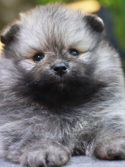 ปอมเมอเรเนียน เพศผู้