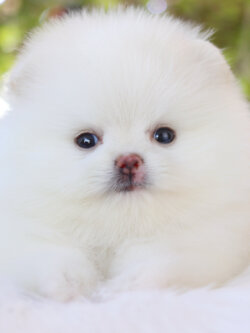 ปอมเมอเรเนียน เพศผู้สีขาวครีม เกรดโชว์