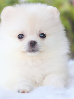 ปอมเมอเรเนียน เพศเมียสีขาวครีม