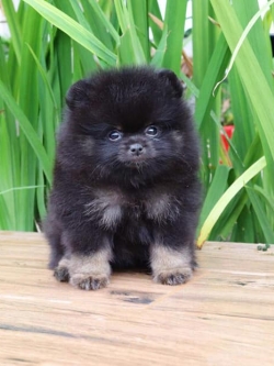 ปอมเมอเรเนียน เพศเมีย