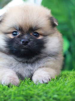 ปอมเมอเรเนียน เพศเมียสีส้ม