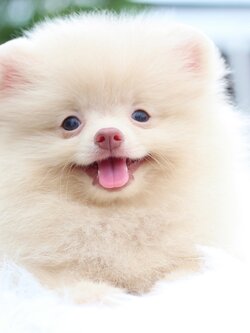 ปอมเมอเรเนียน เพศผู้สีครีม