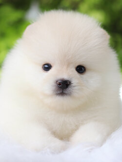 ปอมเมอเรเนียน เพศผู้สีขาวครีม