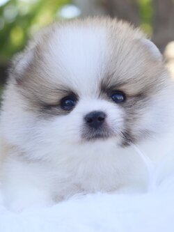 ปอมเมอเรเนียน เพศผู้สีแฟนซี