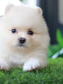 ปอมเมอเรเนียน เพศเมีย สีขาวครีม