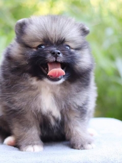 ปอมเมอเรเนียน เพศเมีย