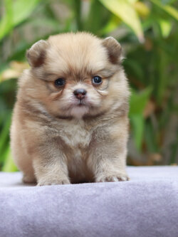 ปอมเมอเรเนียน เพศเมีย