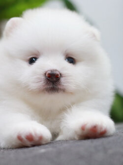 ปอมเมอเรเนียน เพศผู้ขาว ไซส์ปกติอ้วนๆเลยจ้า