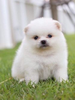 ปอมเมอเรเนียน เพศเมีย