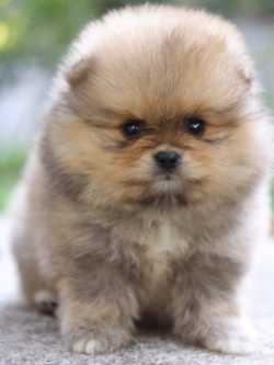 ปอมเมอเรเนียน เพศเมีย