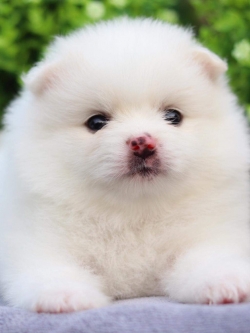 ปอมเมอเรเนียน เพศเมีย