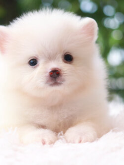 ปอมเมอเรเนียน เพศผู้ หน้าฟ็อก