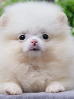 ปอมเมอเรเนียน เพศเมีย