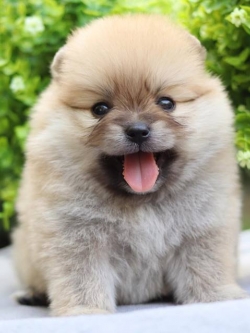 ปอมเมอเรเนียน เพศเมีย